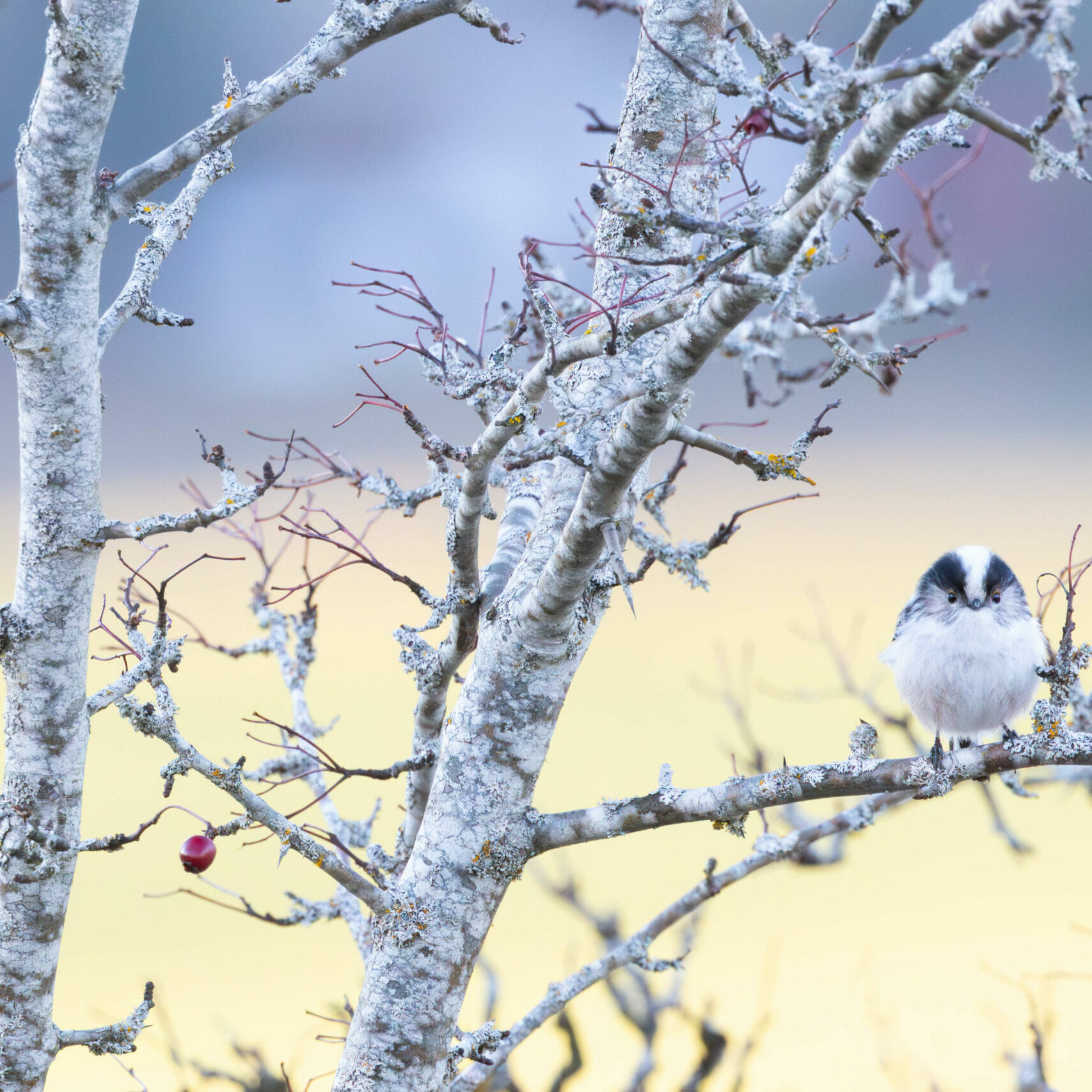Mésange à longue queue