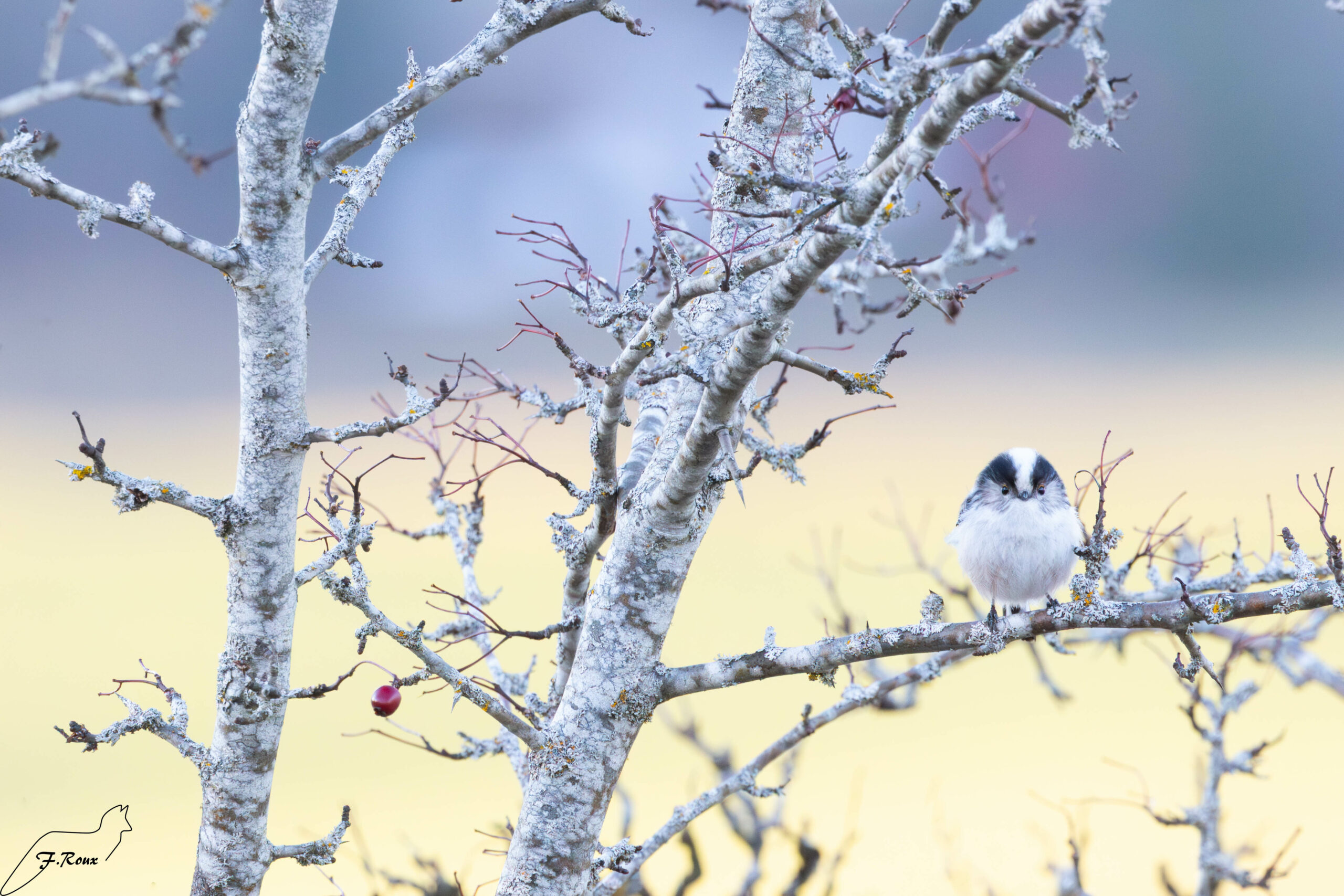 Mésange à longue queue